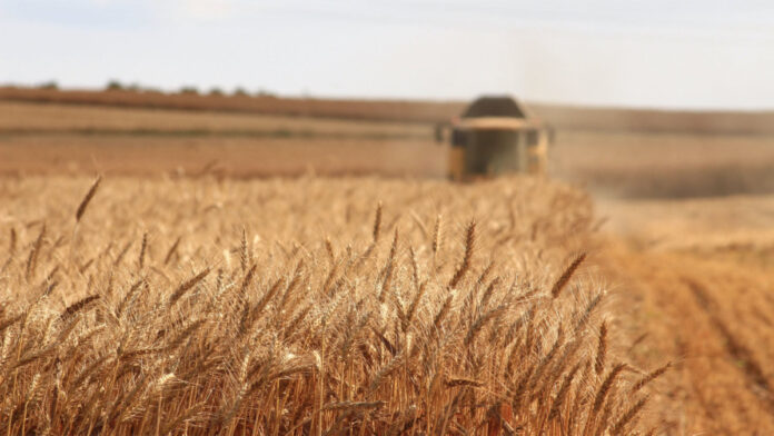 A field of wheat being harvested