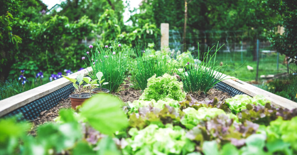 A raised garden bed growing herbs and leafy greens. Photo by Markus Spiske on Unsplash.