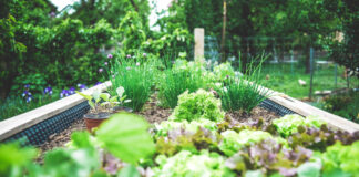 A raised garden bed growing herbs and leafy greens. Photo by Markus Spiske on Unsplash.