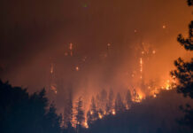 California forest burns. Photo by Matt Howard on Unsplash