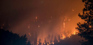 California forest burns. Photo by Matt Howard on Unsplash