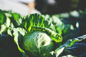 A cabbage in a garden