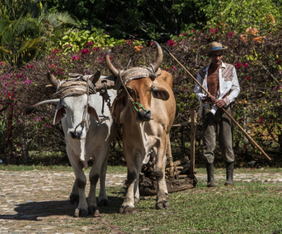 oxen in Cuba