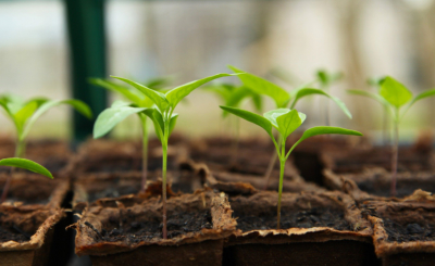 Seedlings in peat pots