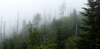 Clingmans Dome in the Smokey Mountains