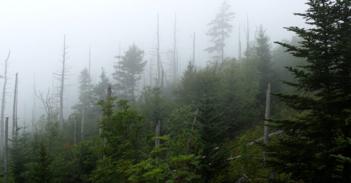 Clingmans Dome in the Smokey Mountains