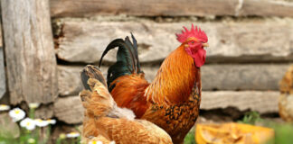 chickens free ranging