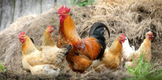 Hens and a rooster. Image by klimkin from Pixabay.