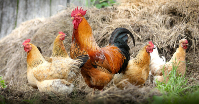 Hens and a rooster. Image by klimkin from Pixabay.