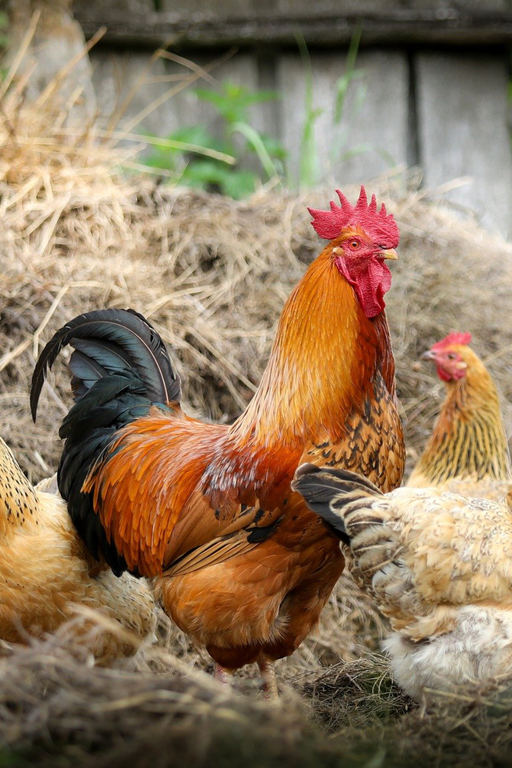 Chickens, Gardens and Bees, Oh My!