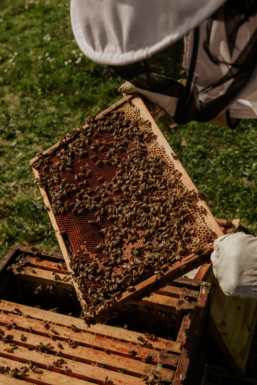 A New, Local Queen and Bees to Strengthen our Hive