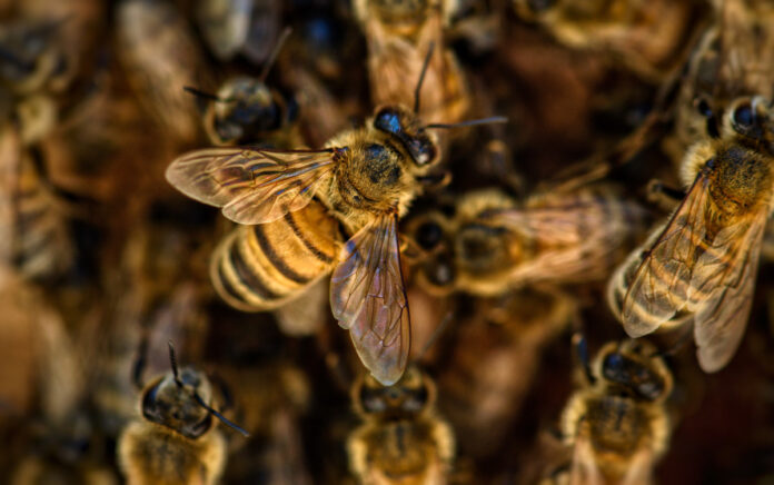 Honey bees. Image by Terri Sharp from Pixabay.