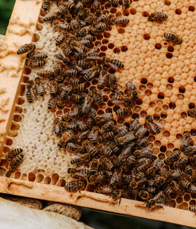 capped brood on a bee hive frame