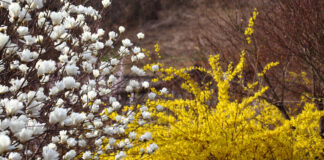 The yellow blooms of forthysia herald the coming of spring