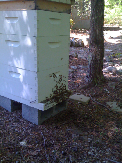 THis image of our old hive is from 2009.
