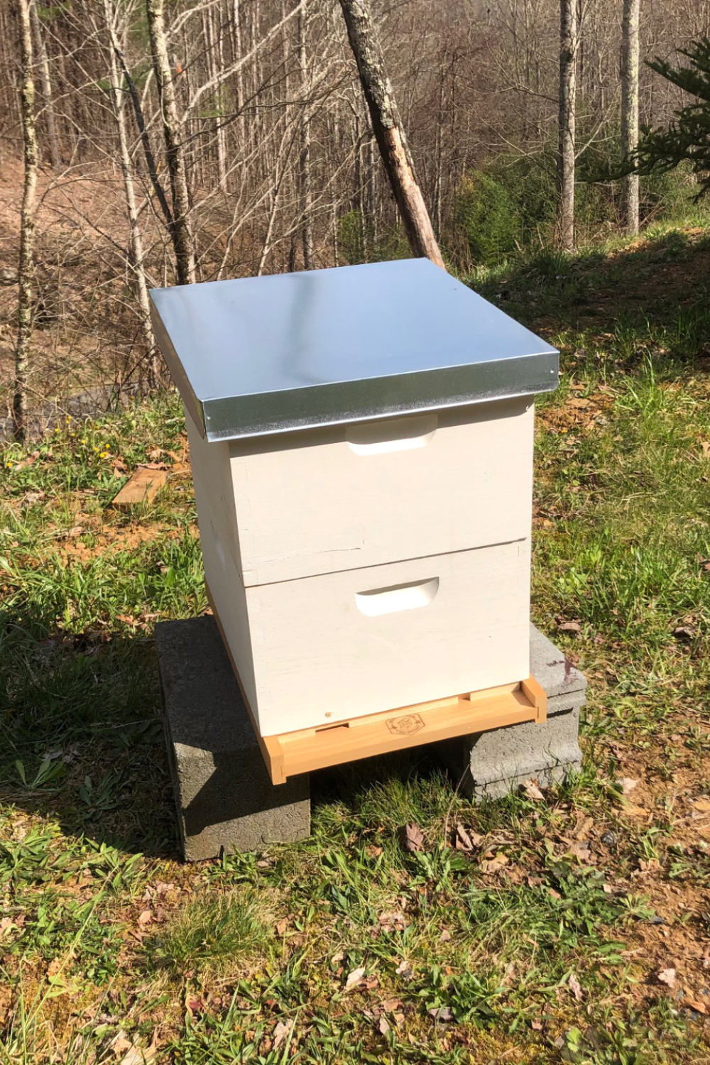 Beekeeping Basics - Articles and Guides