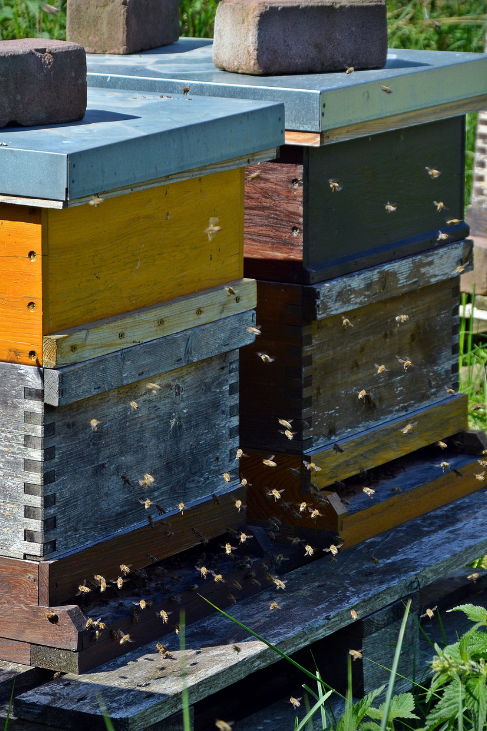 A New Beekeepers Guide to Feeding Your Bees