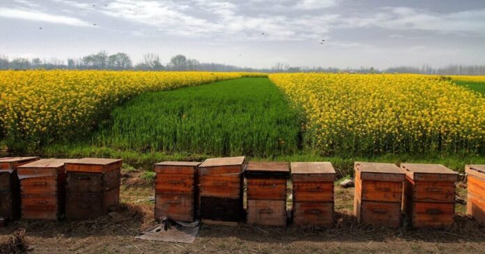 Beehives in the field