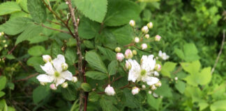 blackberry blossoms and buds.