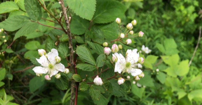 blackberry blossoms and buds.