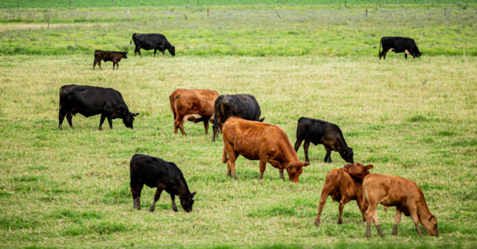 Cattle grazing. Photo by Lynda Hinton on Unsplash.
