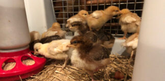 Week old chicks