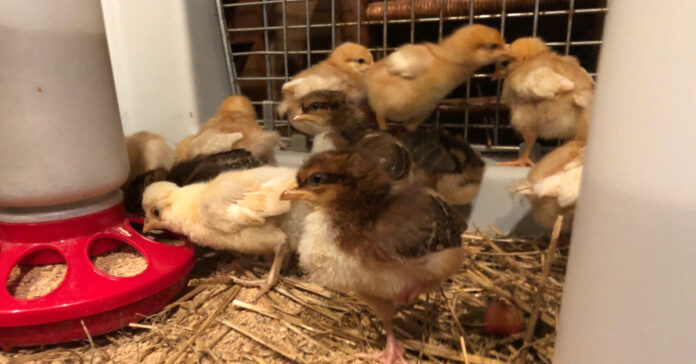 Week old chicks