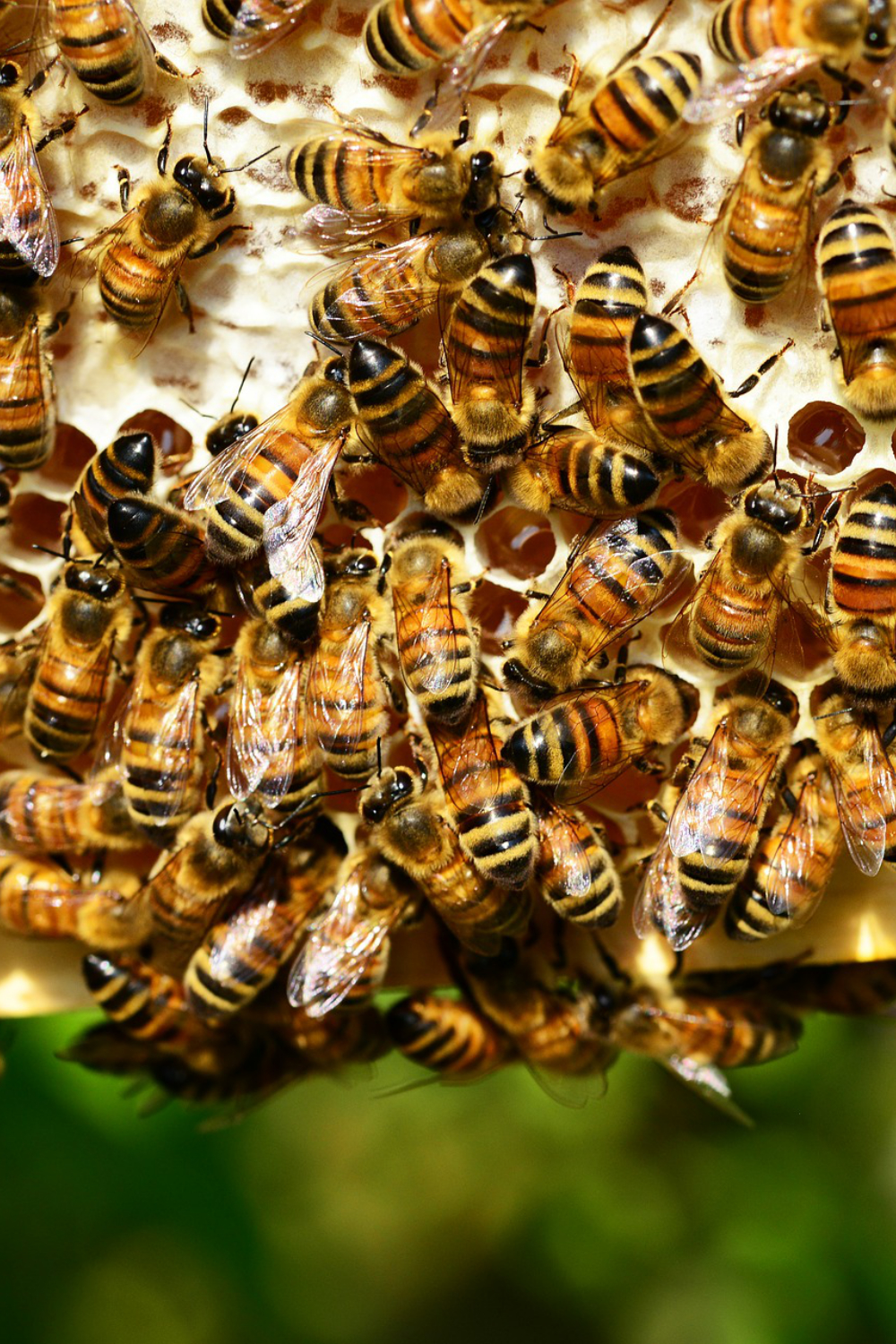 Feeding the Bees and Cleaning the Chickens