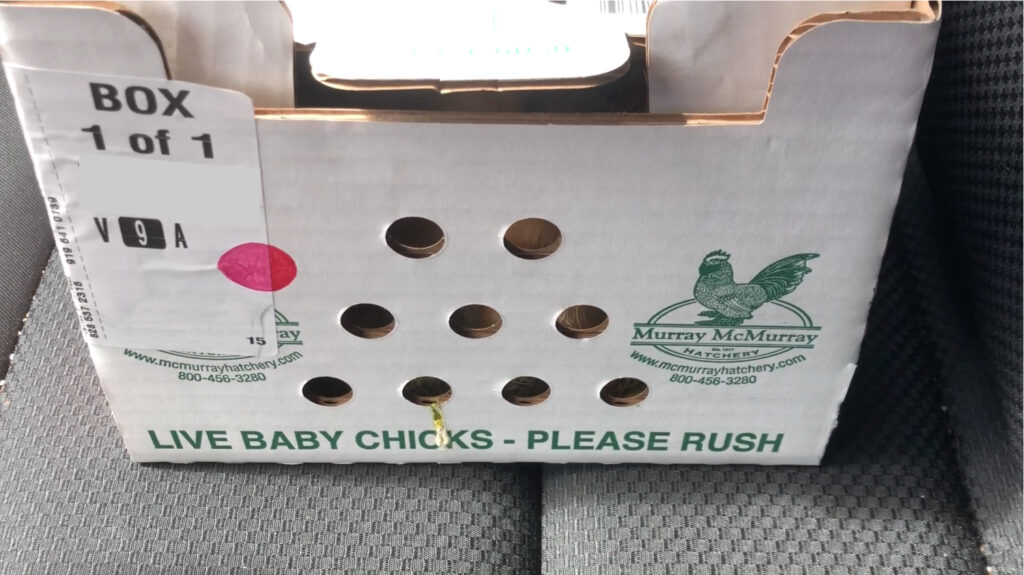 Box of chicks