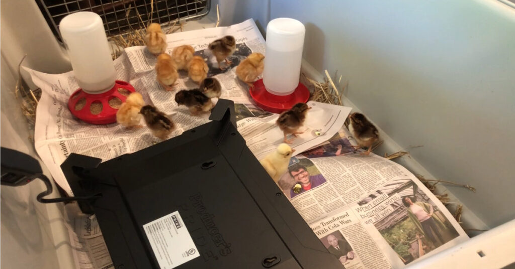 Chicks in their brooder