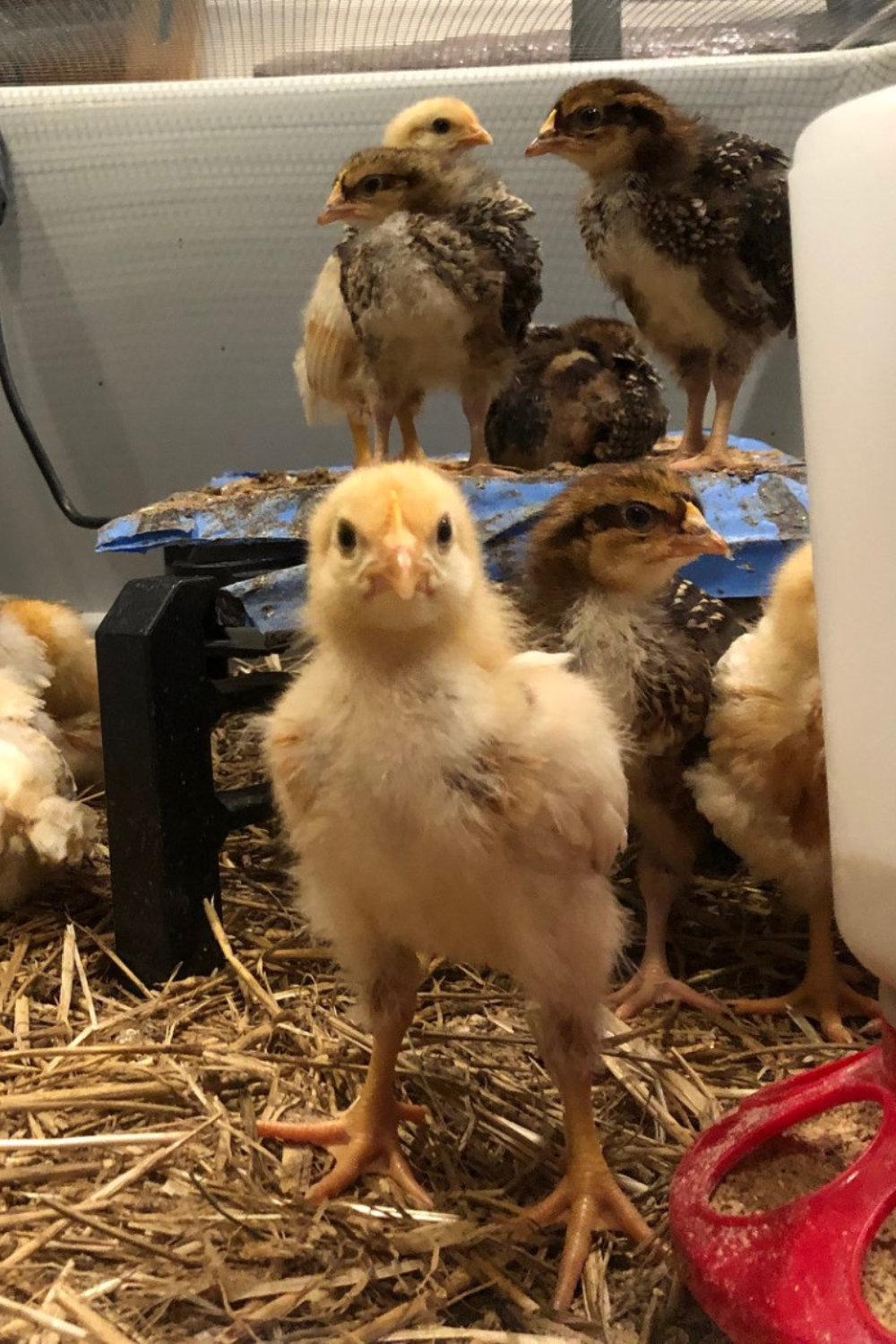 The Chicken Coop is Complete, but the Chicks aren’t Quite Ready for Outdoor Life