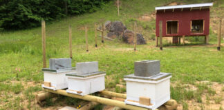 Beehives and chicken coop