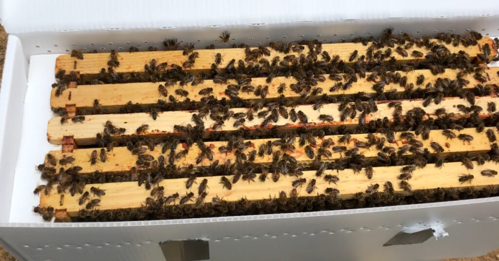 A nuc with lots of bees