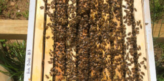 Bees in an open beehive