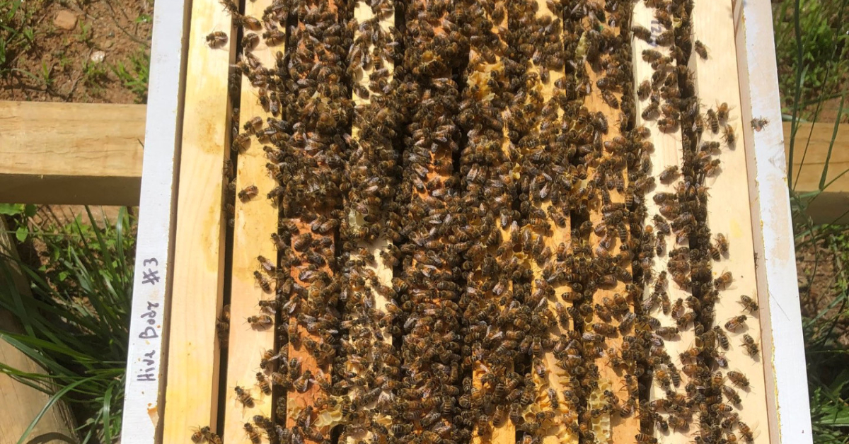 Bees in an open beehive