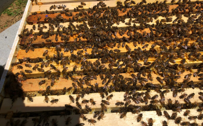 A box full of bees.