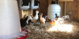 Young chickens in their coop