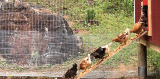 Chickens marching out of the coop.