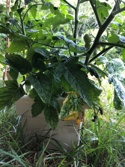 tomato plant in whit epot