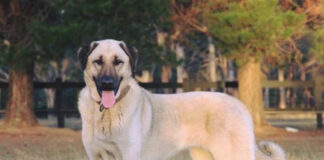 An Anatolian Shepherd, also known as a Kangal Dog.