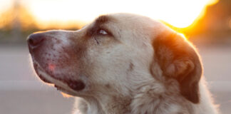 Anatolian Shepherd/Kangal dog. Photo by bushido mars on Unsplash.