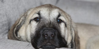 An Anatolian Shepherd breed of dog on the couch