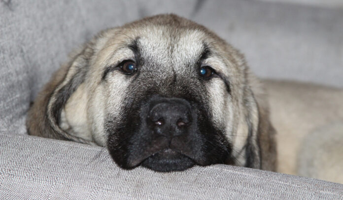 An Anatolian Shepherd breed of dog on the couch