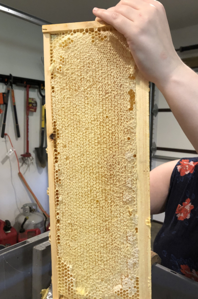 Frame of capped honey