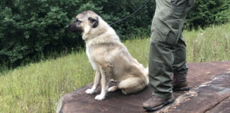 Anatolian Shepherd Sitting on a Rock