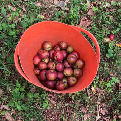 A bucket of apples