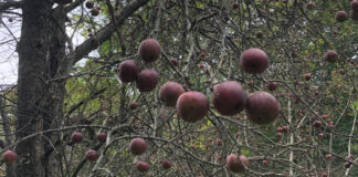 Apples in a tree, waiting to be picked.