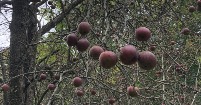 Apples in a tree, waiting to be picked.