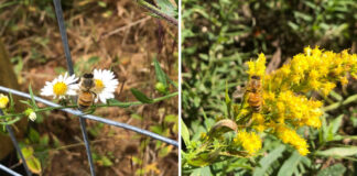 Bees on Asters (left) and Goldenrod