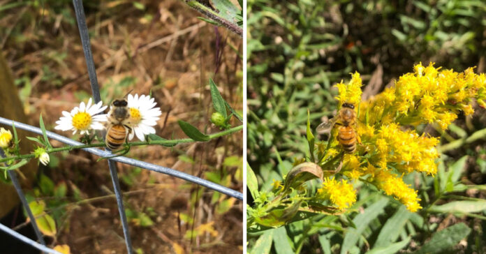 Bees on Asters (left) and Goldenrod